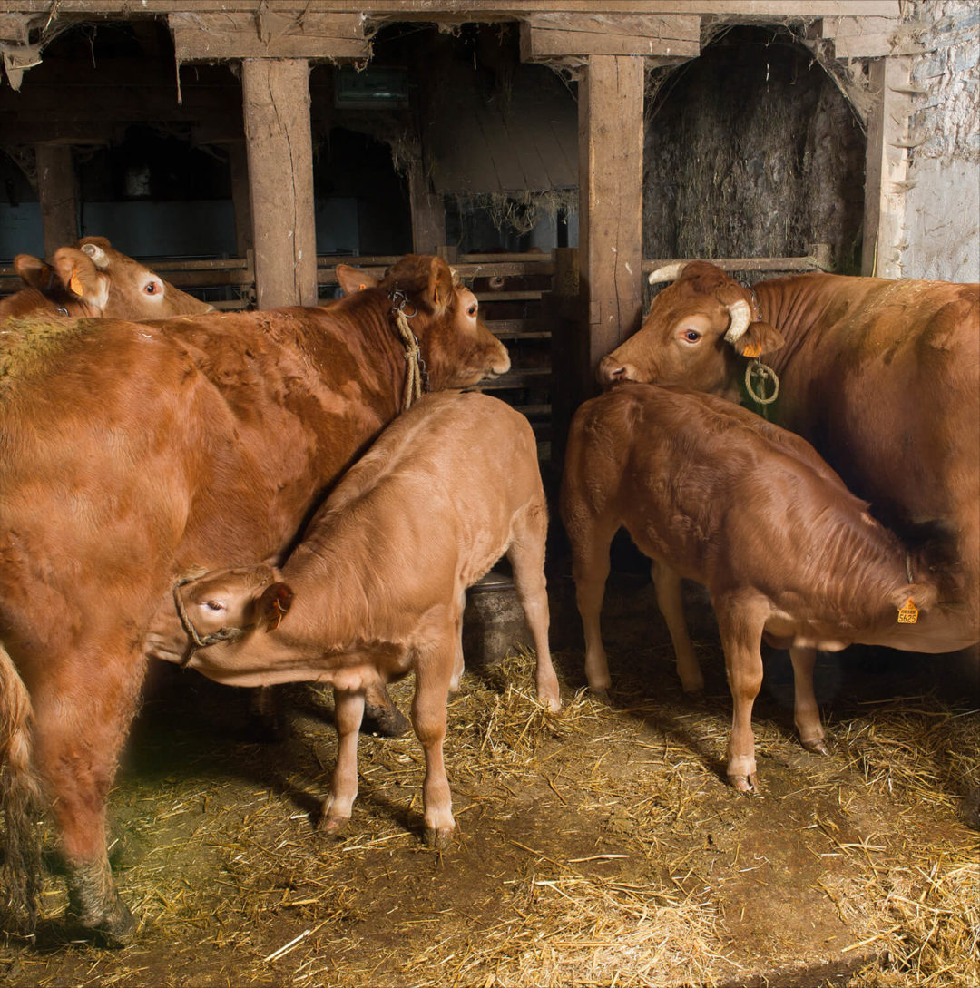 Le Veau Fermier du Limousin élevé sous la mère - Sol Viandes